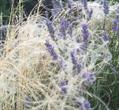 Stipa barbata